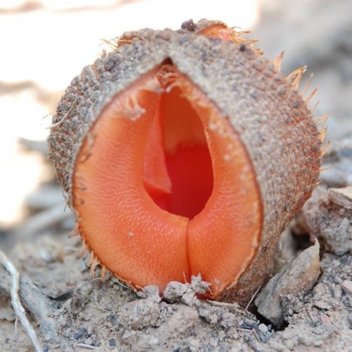 Африканская гиднора — необычное растение-паразит (9 фото)