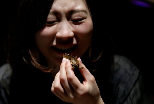 В честь Дня святого Валентина японцы едят сладости с насекомыми
