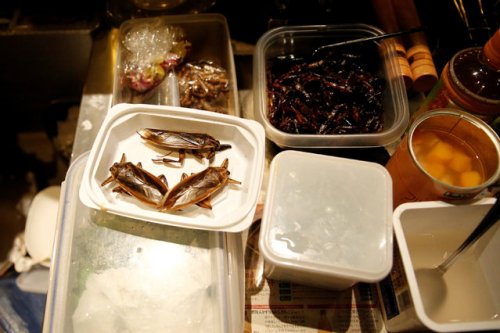 В честь Дня святого Валентина японцы едят сладости с насекомыми