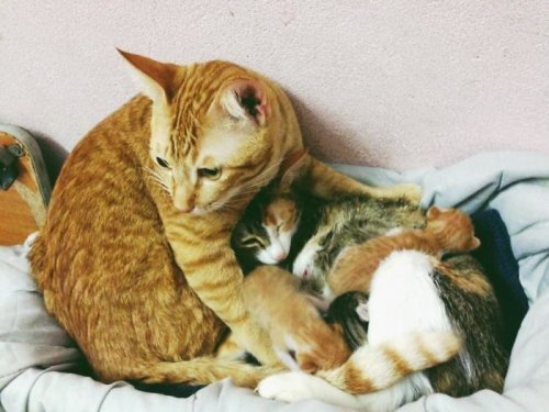 Забота и поддержка кота-отца, которая растопит ваше сердце (10 фото)