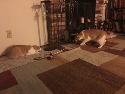 Два разделённых в приюте кота-брата встретились после того, как их хозяева познакомились самым неожиданным образом (5 фото)