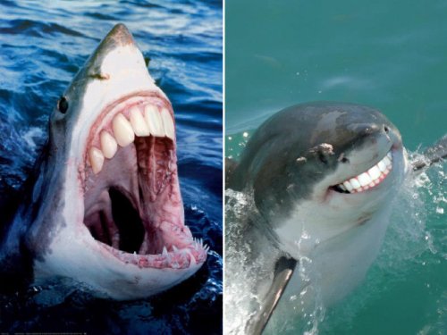 Акулы с человеческими зубами (15 фото)