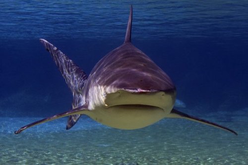 Топ-10: самые ужасающие нападения акул