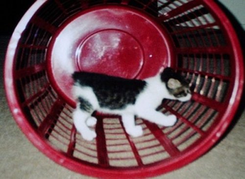 Кошки, которые зачем-то притворяются хомяками (10 фото)