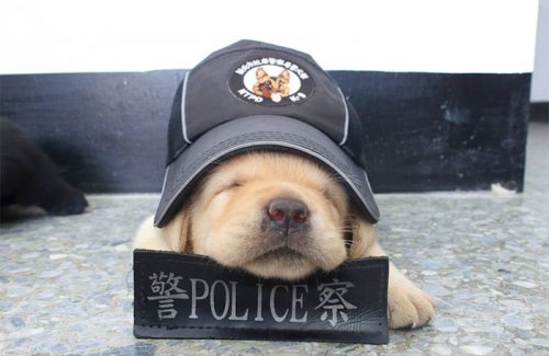 Очаровательное щенячье пополнение в полицейском подразделении К-9 Тайваня (10 фото)