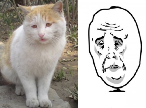 Кошки, похожие на популярные мемы (10 фото)