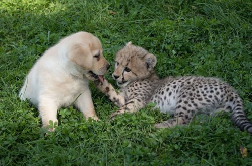 Гепарды настолько робкие существа, что в зоопарках им в компаньоны дают собак (6 фото)