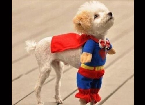 Очаровательные собаки, мечтающие стать супергероями (13 фото)