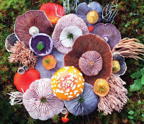 Яркие грибные композиции в фотографиях Джилл Блисс (7 фото)