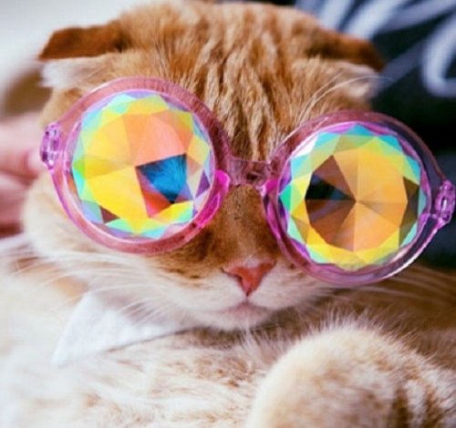 Кошки в очках, которые вызовут вашу улыбку (10 фото)