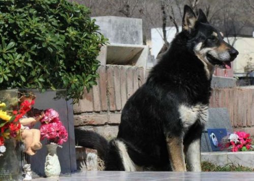 Верный пес из Аргентины 10 лет ждет своего хозяина на его могиле (3 фото + видео)