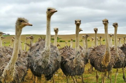 Топ-10: Удивительные и странные факты про страусов