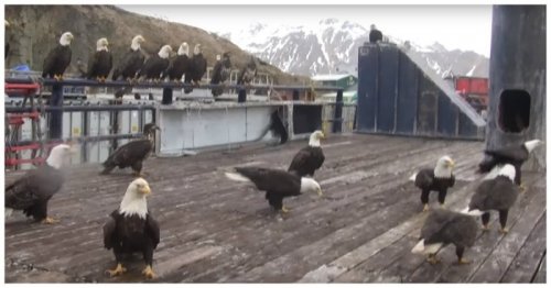 Аляскинский город, в котором вместо голубей — белоголовые орланы (4 фото + 2 видео)