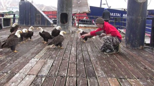 Аляскинский город, в котором вместо голубей — белоголовые орланы (4 фото + 2 видео)