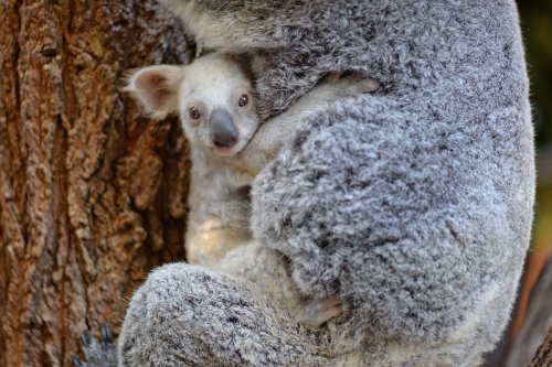 В Зоопарке Австралии родилась редкая белая коала (5 фото + видео)