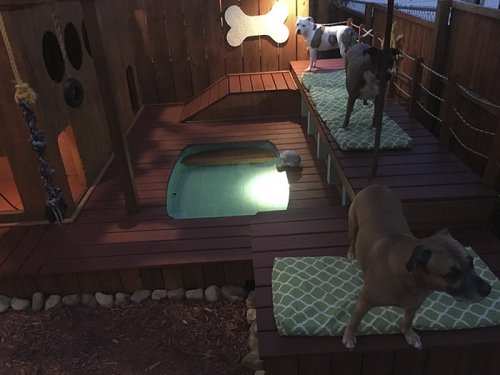 Владелец четырёх собак превратил задний двор в собачью площадку (8 фото)