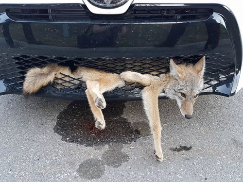 Невероятная история выживания койота после столкновения с автомобилем (2 фото)