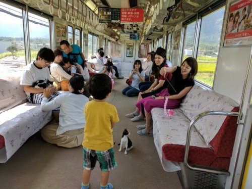 В Японии можно совершить поездку на "кошачьем" поезде (3 фото + видео)