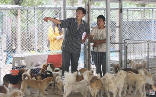 Китайский «Защитник собак» за последние 8 лет спас более 700 бродячих псов (4 фото)