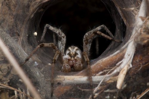 ТОП-10: Самые отвратительные паукообразные в мире