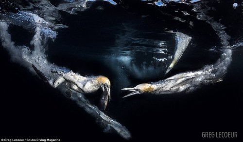 Победители конкурса подводной фотографии от журнала Scuba Diving (10 фото)
