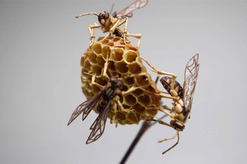 Невероятно реалистичные скульптуры насекомых из бамбука от Нориюки Саито (13 фото)