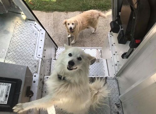 Прелестные собаки, встречающие работников курьерской службы UPS (19 фото)