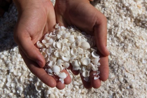 Белоснежный пляж в Австралии, покрытый миллиардами ракушек (5 фото + видео)