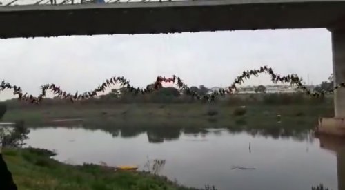 245 роупджамперов одновременно спрыгнули с моста в попытке установить новый мировой рекорд