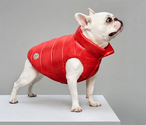 Итальянский бренд Moncler выпустил коллекцию курток для собак (8 фото)