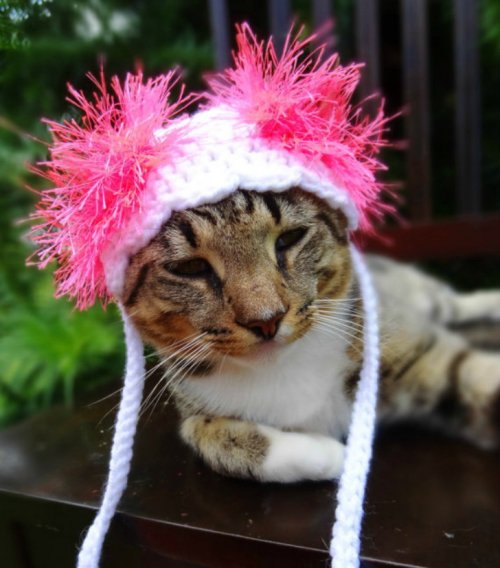 Яркие и разноцветные вязаные шапочки для кошек (15 фото)