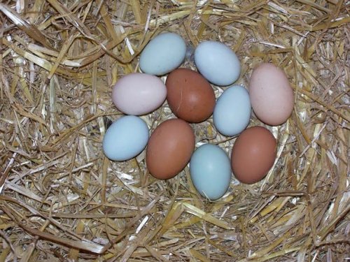 ТОП-25: Удивительные факты про яйца, которые вы могли не знать