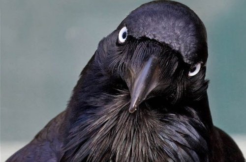 ТОП-10: Невероятные факты о воронах