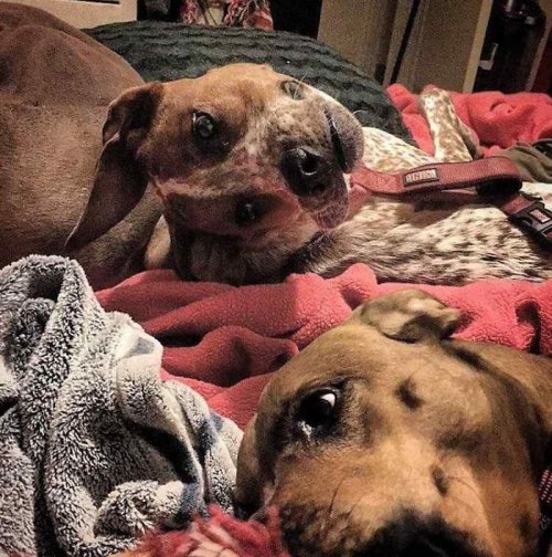 Вирусная фотография со странной собакой (3 фото)