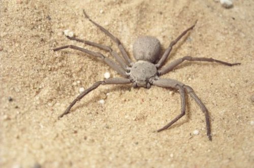 ТОП-25: Самые ядовитые пауки, существующие на самом деле