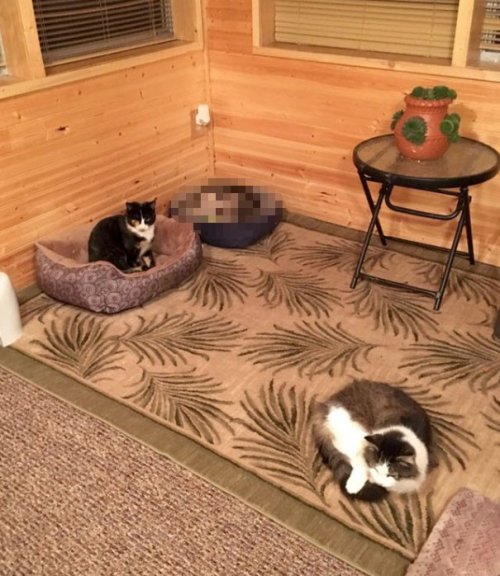 Добросердечная женщина приютила на крыльце трёх бездомных кошек, и одна из них оказалась совсем не кошкой (5 фото)