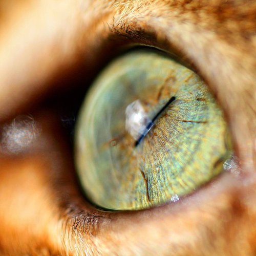 Мистическая красота кошачьих глаз в макрофотографиях (9 фото)