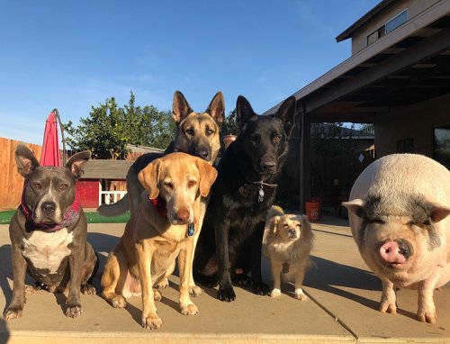 Домашняя свинья живёт в компании 5 собак и думает, что она одна из них (9 фото)