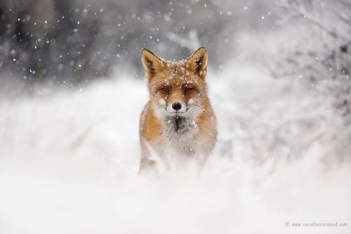 Рыжие лисицы наслаждаются снегом в фотографиях Розелин Раймонд (18 фото)