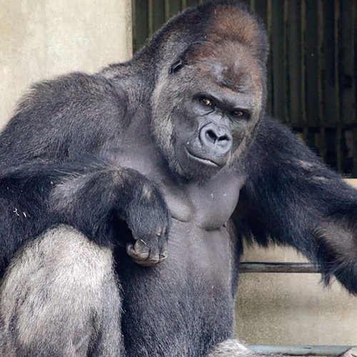 Горилла-красавчик Сабани из зоопарка Хигасияма, по которому японцы сходят с ума (12 фото)