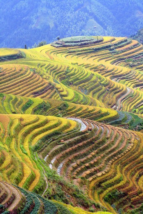 Удивительные рисовые террасы Луншэн (35 фото)