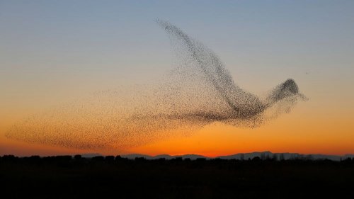 Фотограф сделал уникальный снимок птичьей стаи в форме птицы (11 фото)