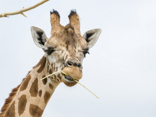 Что это за штуки на голове у жирафов? (12 фото + видео)