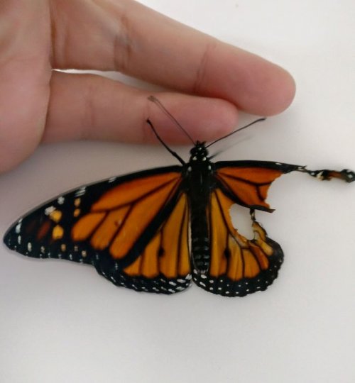 Мастер ручной вышивки сделала операцию бабочке-монарху со сломанным крылом, вернув возможность летать (7 фото)