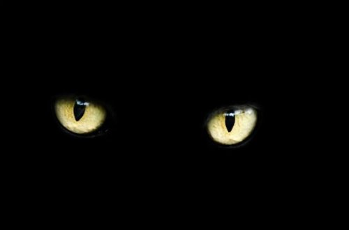 ТОП-25: Абсолютно замуррчательные факты о черных кошках