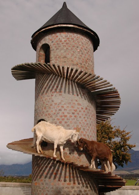 Башня Козлов: Козлиный кондоминиум (10 фото)