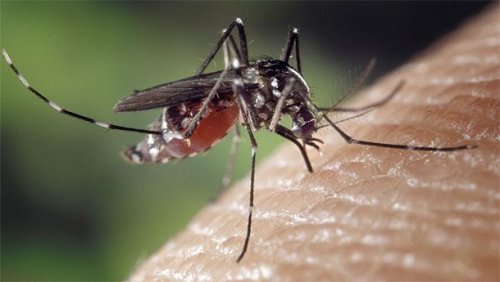 ТОП-25: Факты о комарах, которые вы могли не знать