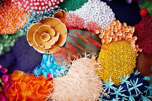 Разнообразие коралловых рифов на бумажной 3D-скульптуре художницы Мадемуазель Гиполит (21 фото)