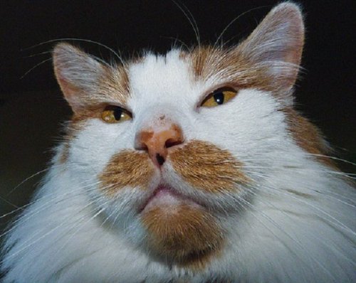 Кошки-усачи и бородачи, которым позавидует любой хипстер (11 фото)