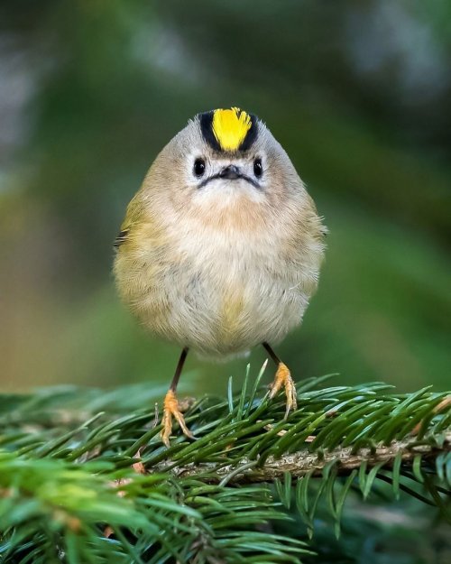 Angry Birds в реальной жизни (18 фото)